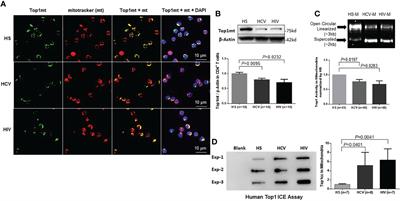 Mitochondrial topoisomerase 1 inhibition induces topological DNA damage and T cell dysfunction in patients with chronic viral infection